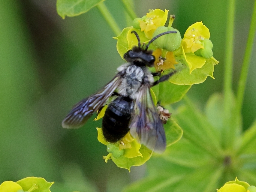 Andrena cineraria - hamvas bányászméh