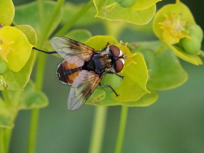 Ectophasia