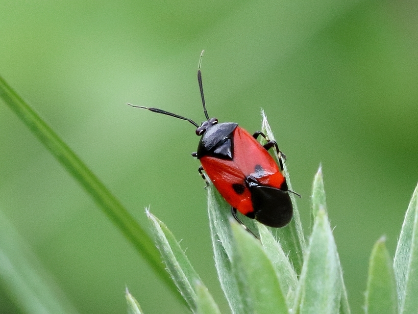Deraeocoris rutilus - cinóber mezeipoloska
