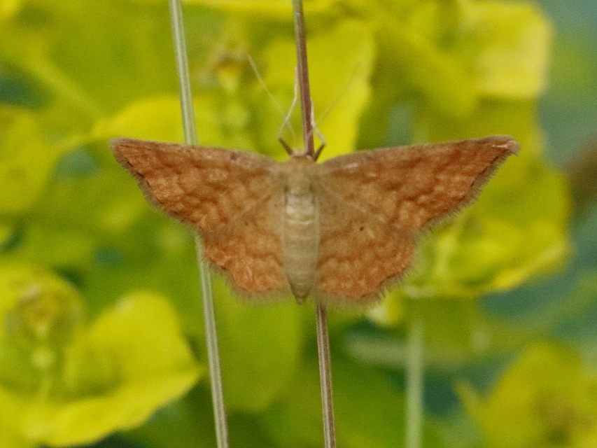 Idaea serpentata - kis sávosaraszoló