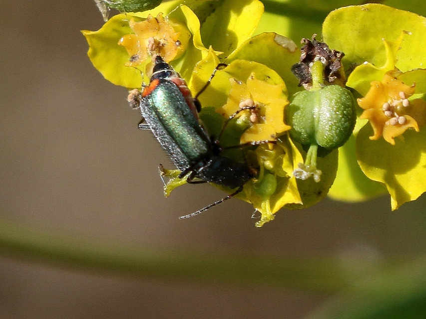 Clanoptilus