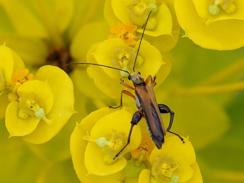 Oedemera podagrariae - székfű-álcincér