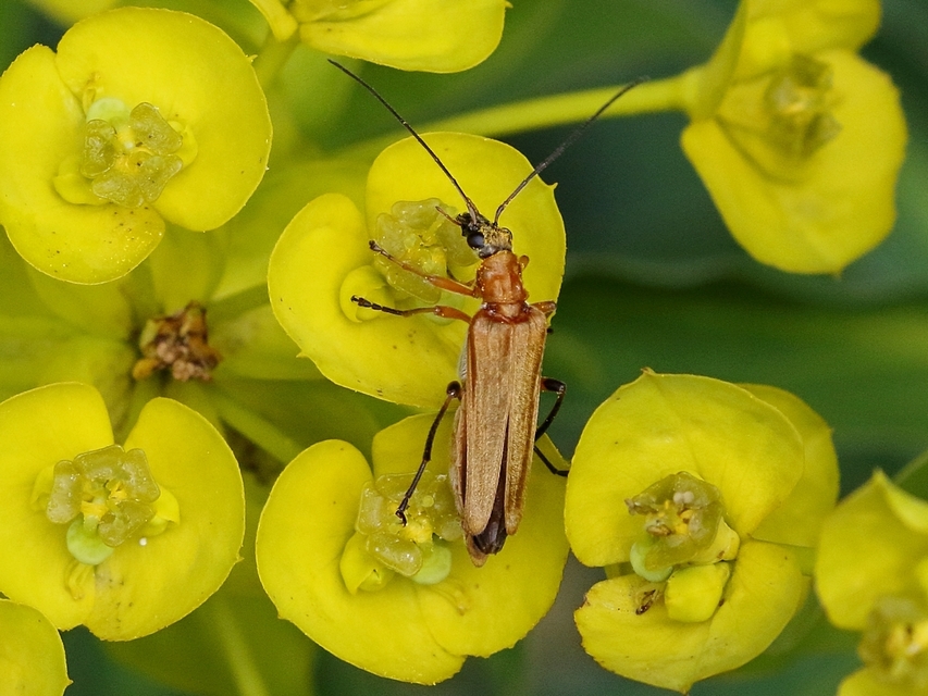Oedemera podagrariae - székfű-álcincér