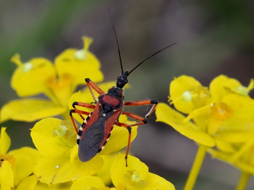 Rhynocoris iracundus - közönséges gyilkospoloska