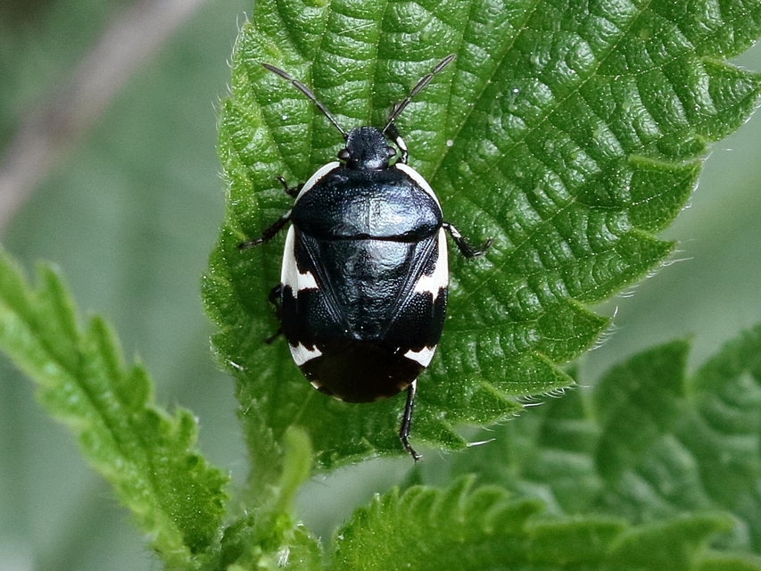 Tritomegas sexmaculatus - hatfoltos földipoloska