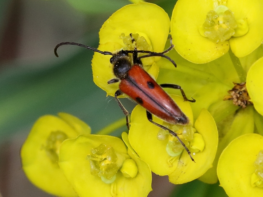 Vadonia unipunctata - kétpettyes virágcincér