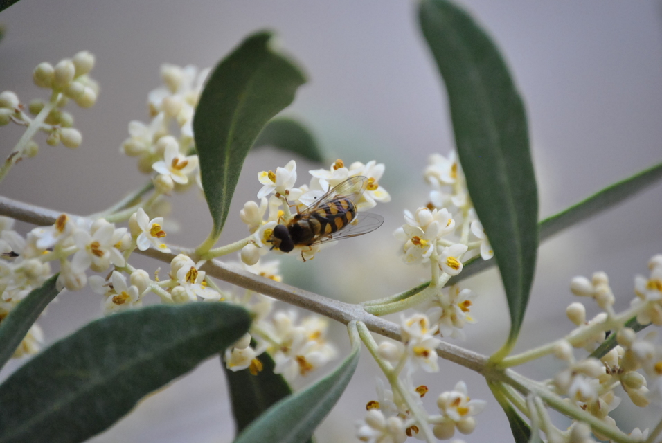 Eupeodes