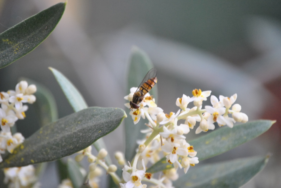 Episyrphus balteatus - ékfoltos zengőlégy
