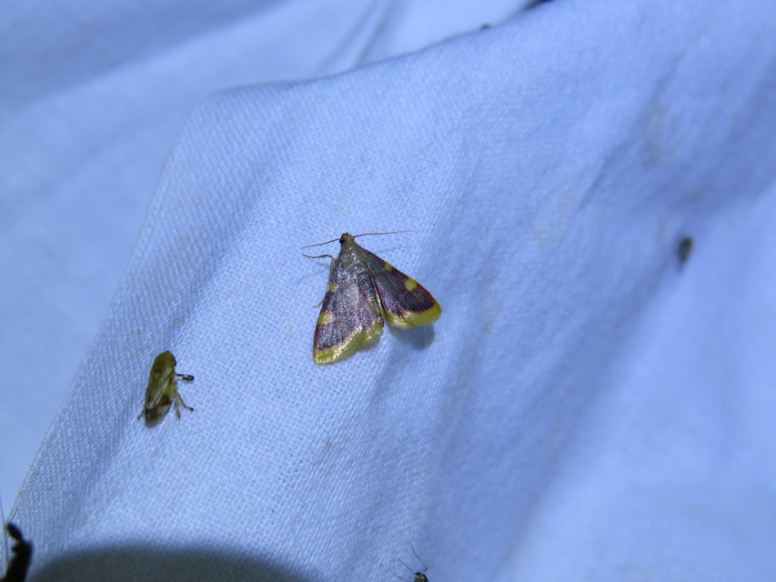Hypsopygia costalis - szénailonca