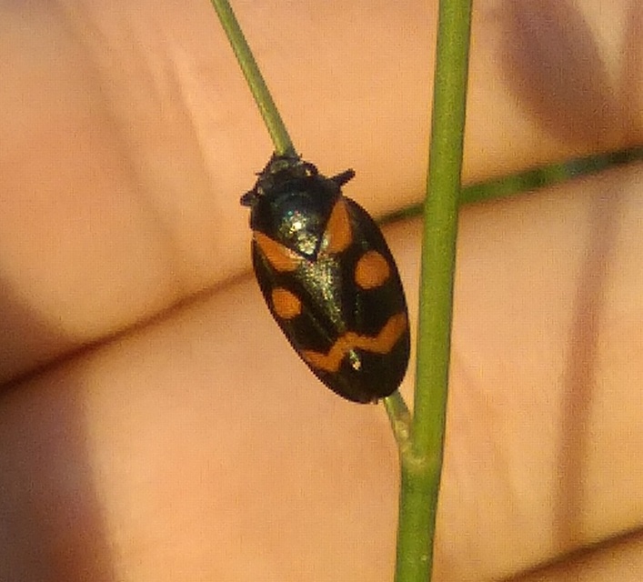 Cercopis arcuata/sanguinolenta