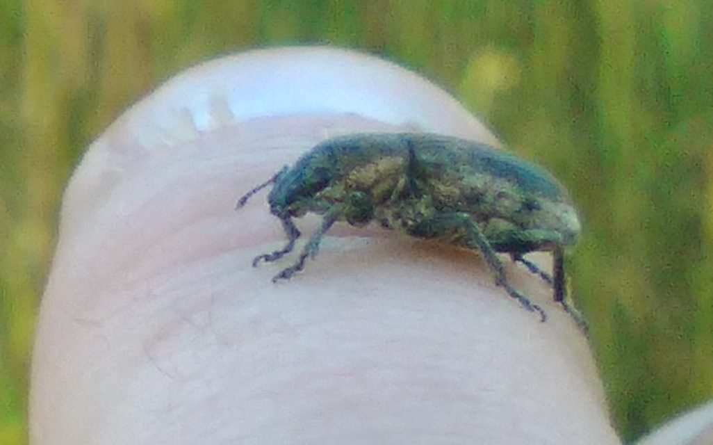 Tanymecus palliatus - közönséges hegyesfarúbarkó