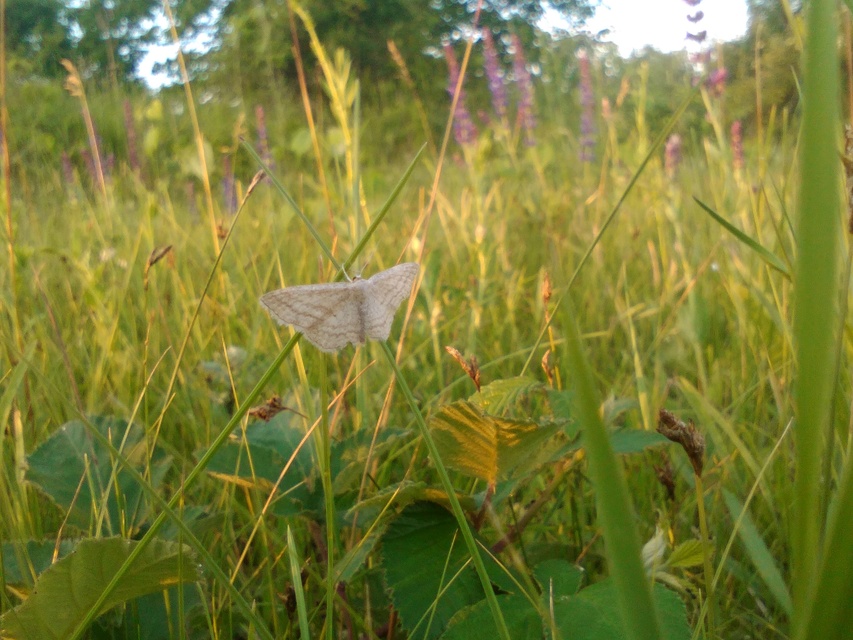 Scopula virgulata - vesszős sávosaraszoló