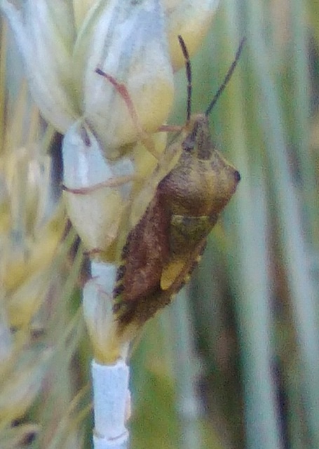 Carpocoris