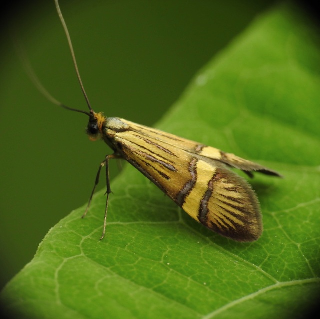 Nemophora degeerella - pompás tőrösmoly