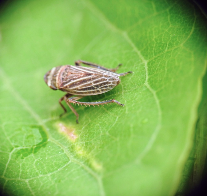 Aphrodes makarovi