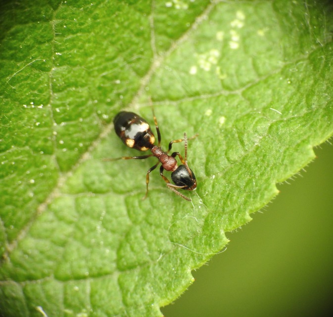 Dolichoderus quadripunctatus - négypettyes erdeihangya