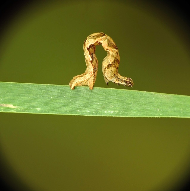 Timandra comae - piroscsíkos csipkésaraszoló