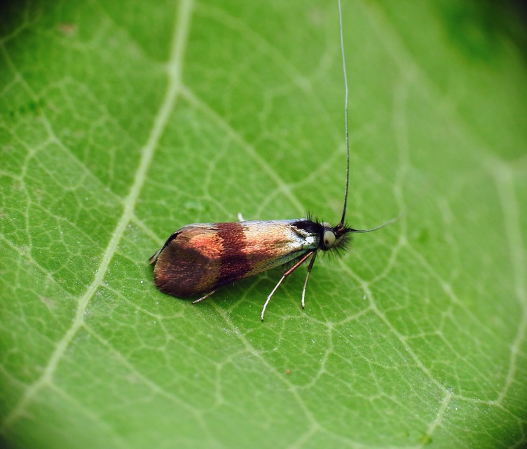 Nemophora