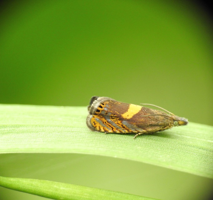 Dichrorampha