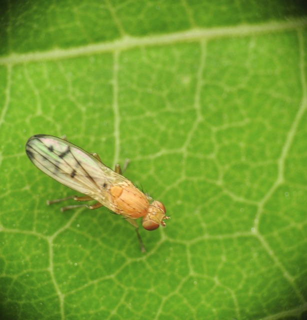 Opomyza florum