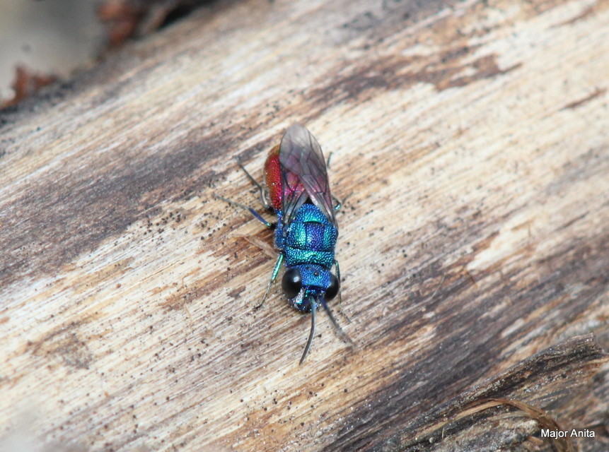 Chrysididae - fémdarazsak