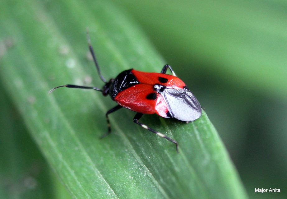 Deraeocoris rutilus - cinóber mezeipoloska