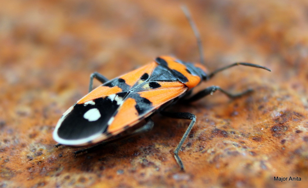 Lygaeus equestris/simulans