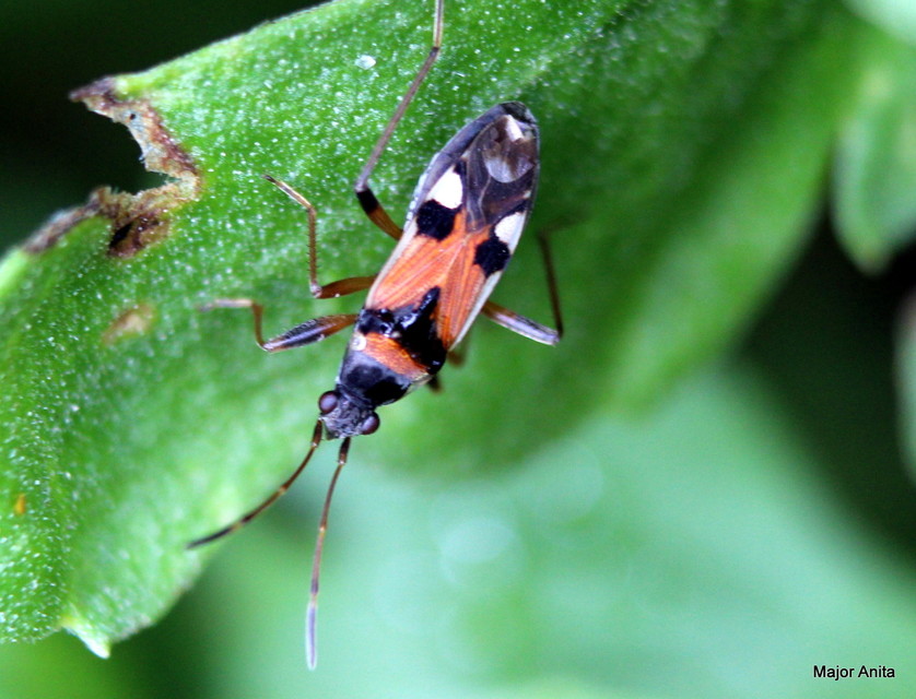 Beosus quadripunctatus - pettyes homokibodobács