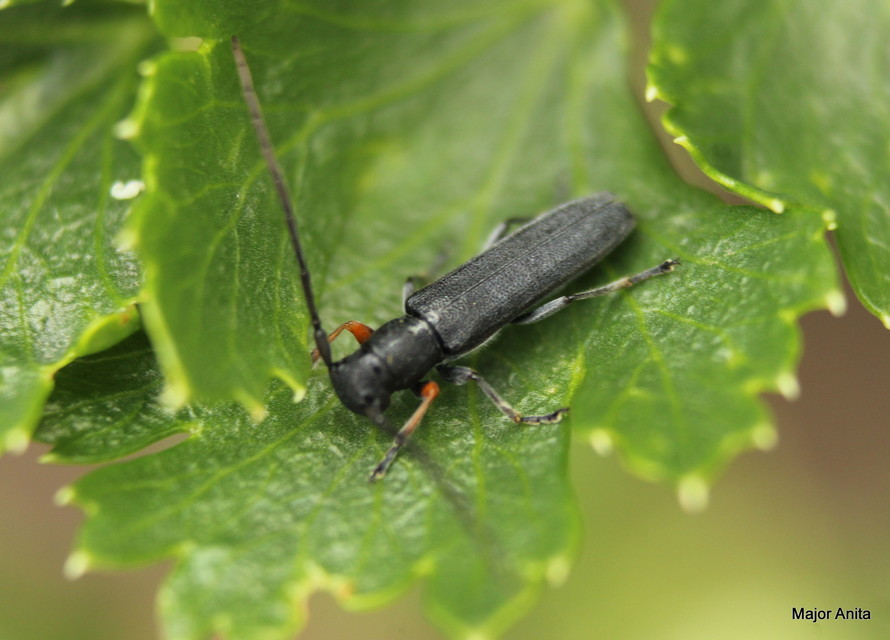 Phytoecia cylindrica - medvelapucincér