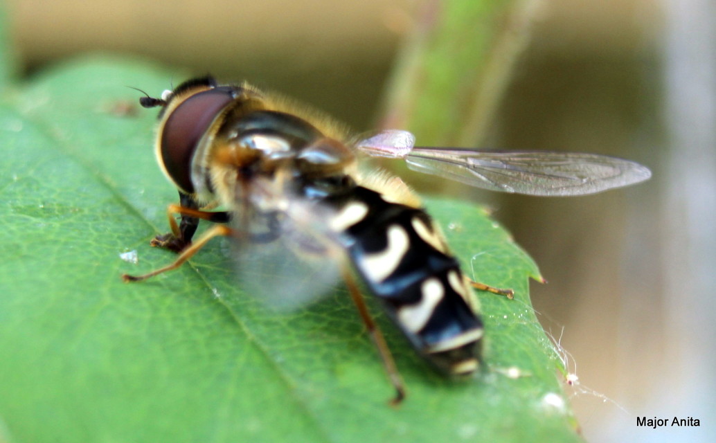 Scaeva pyrastri - gyakori nagyhomlokúlégy