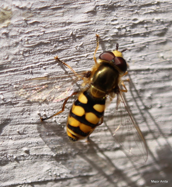 Eupeodes