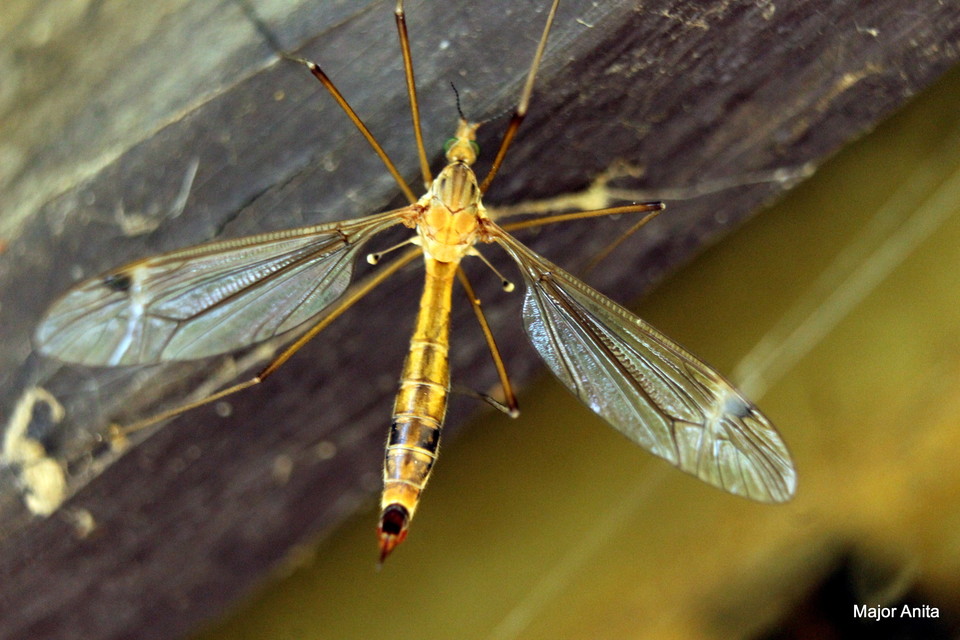 Tipula