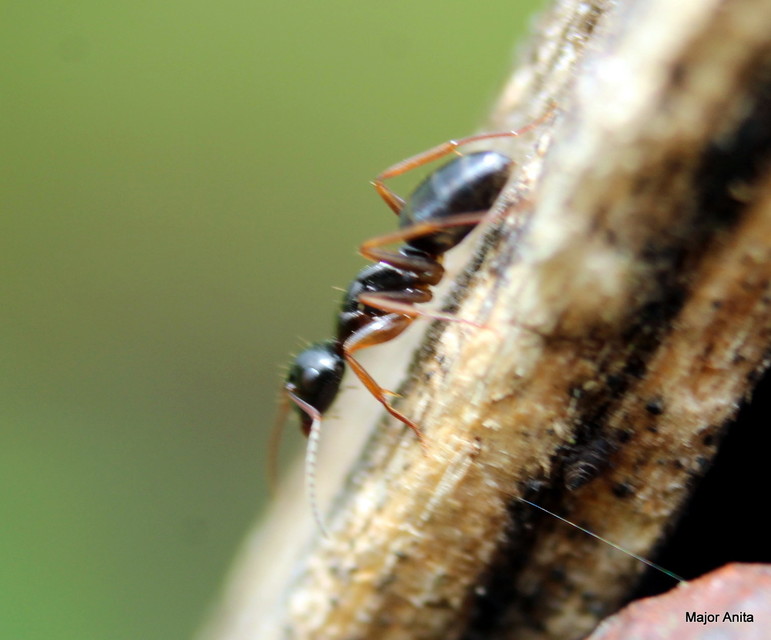 Camponotus fallax - ligeti lóhangya