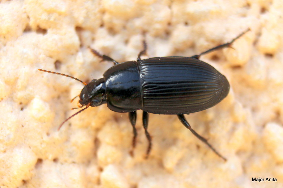 Harpalus serripes - fekete lomhafutó