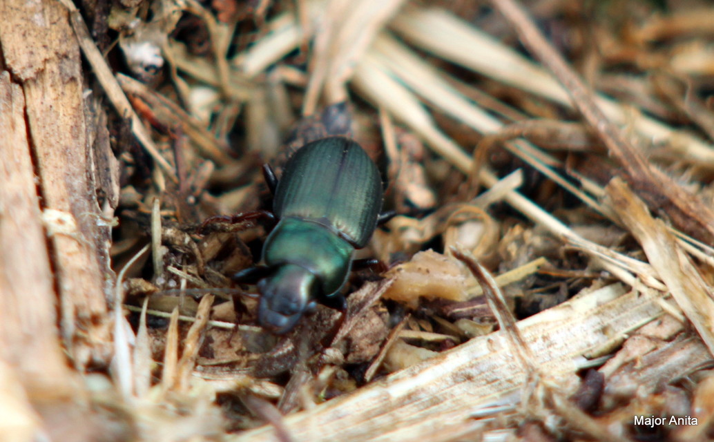 Harpalus distinguendus - mezei lomhafutó