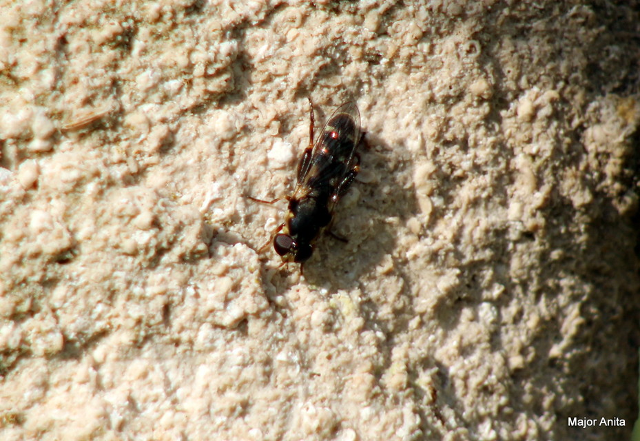 Syritta pipiens - zizegő comboslégy