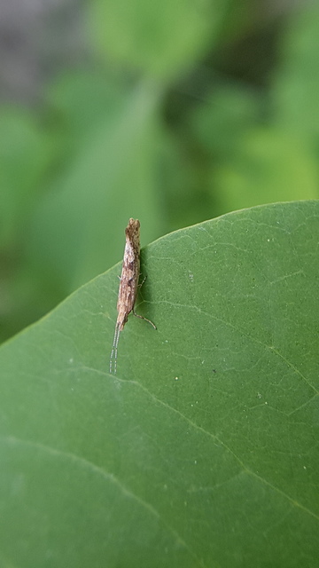 Plutella xylostella - káposztamoly