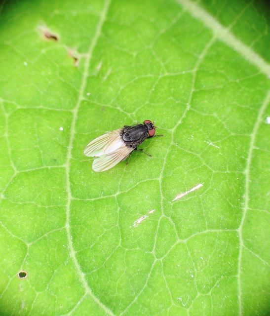 Minettia longipennis