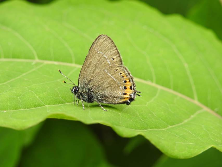 Satyrium pruni - szilvafa-csücsköslepke