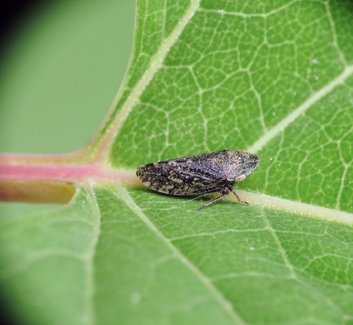 Aphrodes