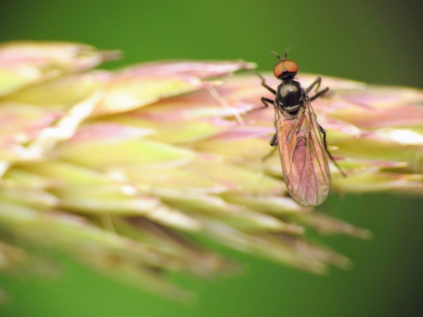 Hybotidae
