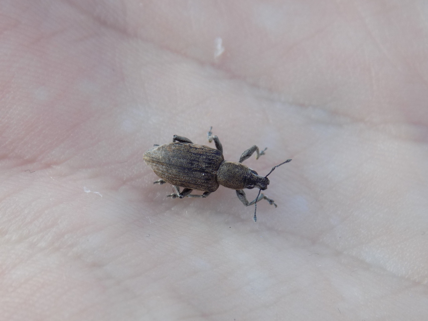 Tanymecus palliatus - közönséges hegyesfarúbarkó