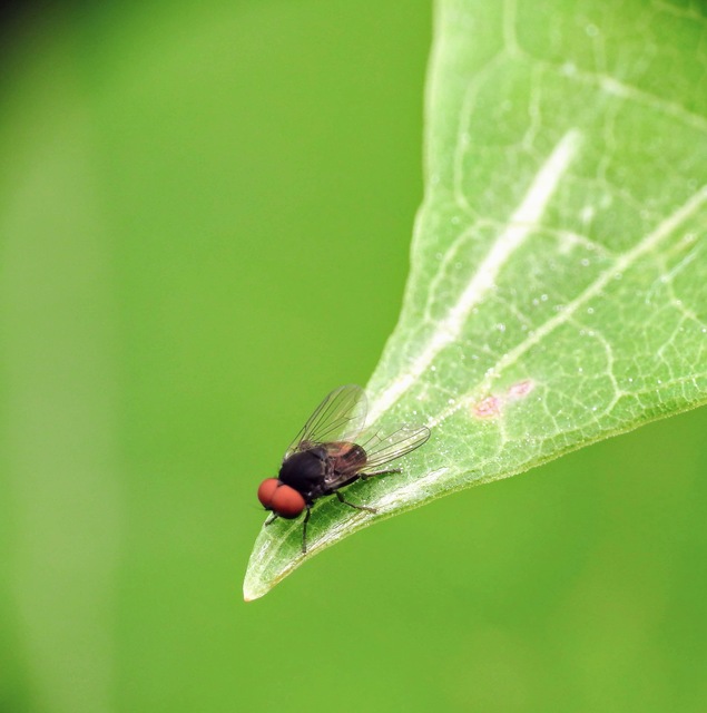 Platypezidae - kormoslegyek