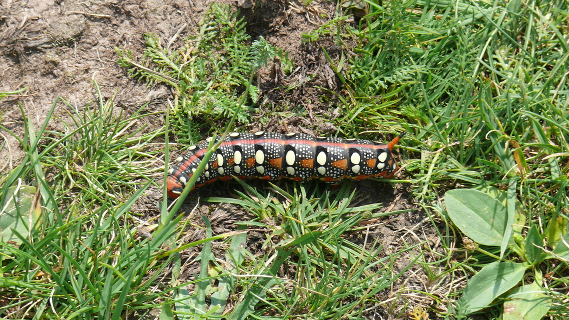 Hyles euphorbiae - kutyatejszender