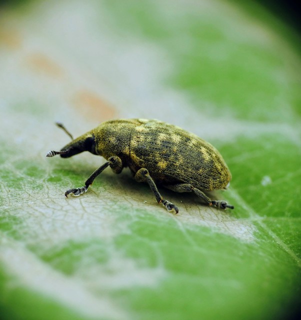 Larinus turbinatus - kúposorrú púderbarkó