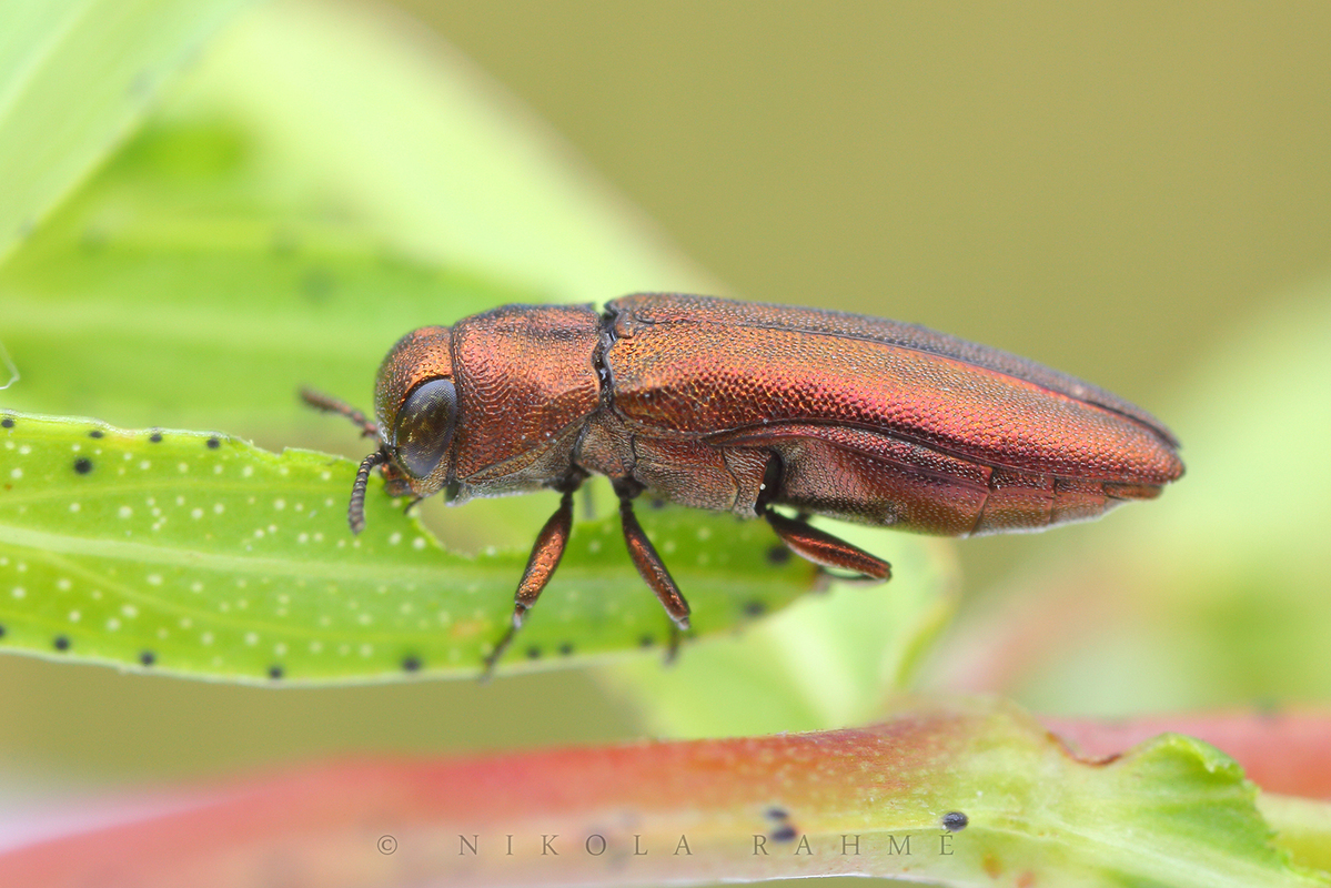 Agrilus hyperici - orbáncfű-karcsúdíszbogár