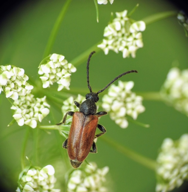 Pseudovadonia livida - barnás virágcincér