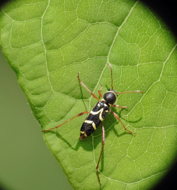 Clytus arietis - közönséges darázscincér