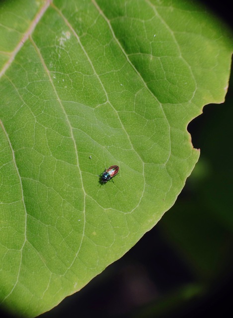 Anthaxia podolica - podóliai virágdíszbogár