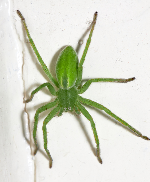 Micrommata virescens - hunyópók